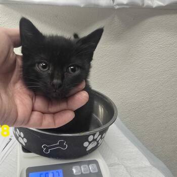 Templton -  Domestic Short Hair Cat for Adoption in Spokane, Washington - Templton | PetCurious