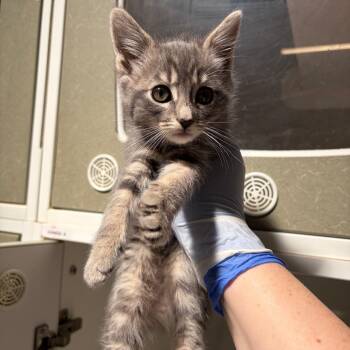 Domestic Short Hair Cats Available for Adoption in Lakewood, California - Flip Flop | PetCurious