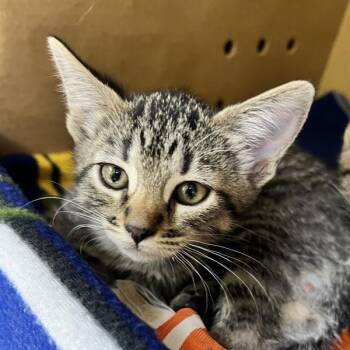 Laa-Laa -  Domestic Short Hair Cat for Adoption in Sioux City, Iowa - Laa-Laa | PetCurious