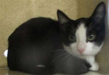 A478866 -  Domestic Short Hair Cat for Adoption in Oklahoma City, Oklahoma - A478866 | PetCurious