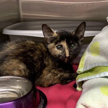 Cecily -  Domestic Short Hair Cat for Adoption in Morganton, North Carolina - Cecily | PetCurious