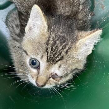 Jinny -  Domestic Short Hair Cat for Adoption in Eureka Springs, Arkansas - Jinny | PetCurious