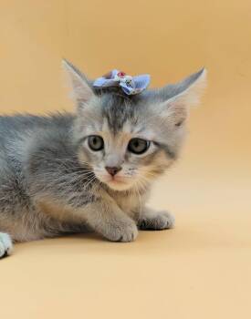 Domestic Short Hair Cats Available for Adoption in Springfield, Missouri - Windy  | PetCurious
