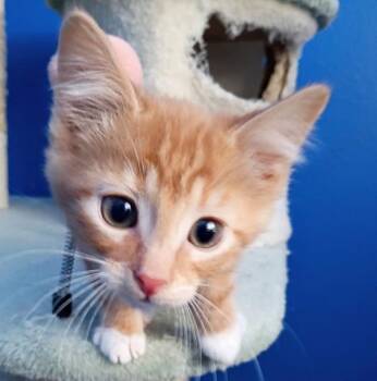 Domestic Short Hair Cats Available for Adoption in Salt Lake City, Utah - Butterscotch | PetCurious