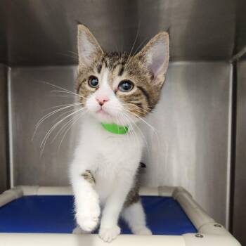 Kimchi -  Domestic Short Hair Cat for Adoption in Fort Wayne, Indiana - Kimchi | PetCurious