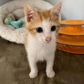 Julian -  Domestic Short Hair Cat for Adoption in Phoenix, Arizona - Julian | PetCurious