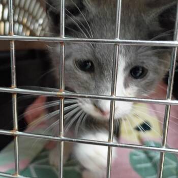 Dipsy -  Domestic Short Hair Cat for Adoption in Columbus, Georgia - Dipsy | PetCurious