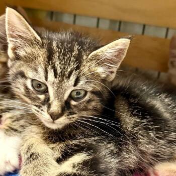 Wesley -  Domestic Short Hair Cat for Adoption in Kansas City, Missouri - Wesley | PetCurious