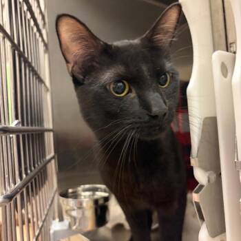 Sammy -  Domestic Short Hair Cat for Adoption in Council Bluffs, Iowa - Sammy | PetCurious