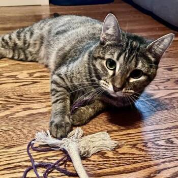 Raindrop -  Domestic Short Hair Cat for Adoption in St. Louis, Missouri - Raindrop | PetCurious