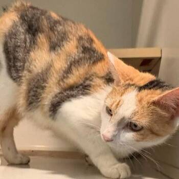 Calypso (26-6155) -  Domestic Short Hair Cat for Adoption in Gordonsville, Tennessee - Calypso (26-6155) | PetCurious