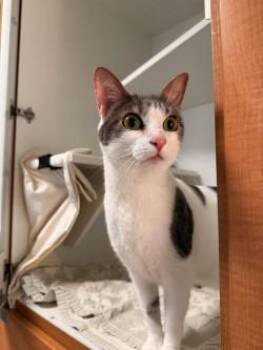 Bella -  Domestic Short Hair Cat for Adoption in Savannah, Georgia - Bella | PetCurious