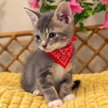 Cruz Red Ryder -  Tabby and Domestic Short Hair Cat for Adoption in Friendswood, Texas - Cruz Red Ryder | PetCurious