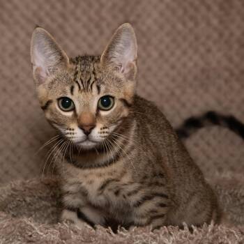 Farady -  Domestic Short Hair Cat for Adoption in Santa Fe, Texas - Farady | PetCurious
