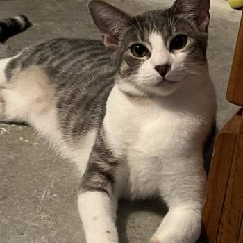 Gizmo (momma
