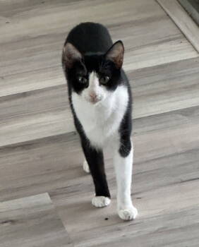 Rescue Tuxedo Cats for Adoption in Orlando, Florida - Ciana | PetCurious