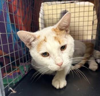 BARNEY -  Domestic Short Hair Cat for Adoption in Fort Myers, Florida - BARNEY | PetCurious
