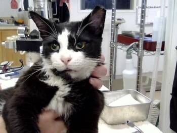 BART -  Domestic Short Hair Cat for Adoption in Albuquerque, New Mexico - BART | PetCurious