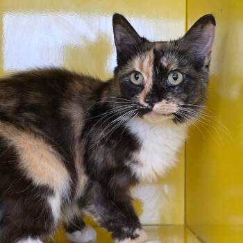 Kallie -  Domestic Long Hair Cat for Adoption in Abilene, Texas - Kallie | PetCurious