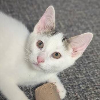 Trinket -  Tabby and Domestic Short Hair Cat for Adoption in Shippenville, Pennsylvania - Trinket | PetCurious