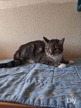 Lily -  Domestic Short Hair Cat for Adoption in Hot Springs, South Dakota - Lily | PetCurious