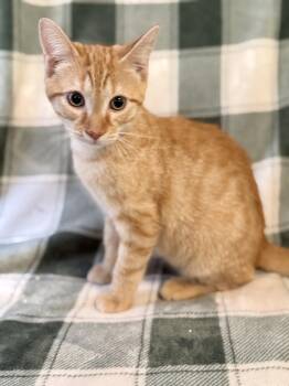 Telemachus -  Domestic Short Hair and Tabby Cat for Adoption in Greensboro, North Carolina - Telemachus | PetCurious