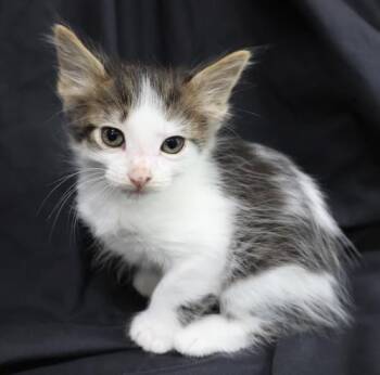 KrumKake -  Domestic Short Hair Cat for Adoption in Thief River Falls, Minnesota - KrumKake | PetCurious