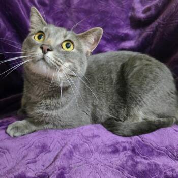 Russian Blue Cats Available for Adoption in Bentonville, Arkansas - Tuna | PetCurious