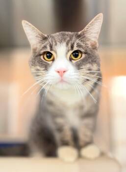 Scuba Steve -  Domestic Short Hair Cat for Adoption in Hamilton, Ontario - Scuba Steve | PetCurious