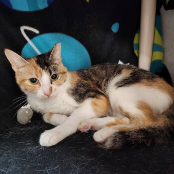 Nibbles -  Domestic Short Hair Cat for Adoption in Walker, Michigan - Nibbles | PetCurious