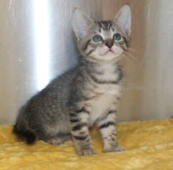 Domestic Short Hair and Tabby Cats Available for Adoption in Prattville, Alabama - Stacie - 43478 | PetCurious