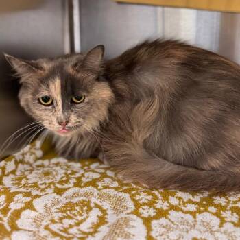 Domestic Short Hair Cats Available for Adoption in Lynchburg, Virginia - Aaliyah | PetCurious