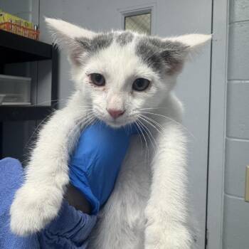 Oaklyn -  Domestic Short Hair Cat for Adoption in Indianapolis, Indiana - Oaklyn | PetCurious