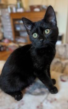 Chachi -  Domestic Short Hair Cat for Adoption in Fullerton, Pennsylvania - Chachi | PetCurious