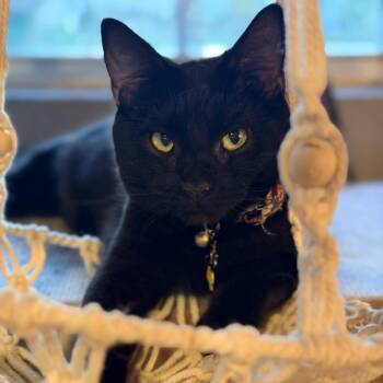 Eclipse -  Domestic Short Hair Cat for Adoption in Greenfield, Indiana - Eclipse | PetCurious