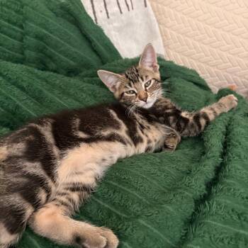 Domestic Short Hair Cats Available for Adoption in Fort Worth, Texas - Churro | PetCurious