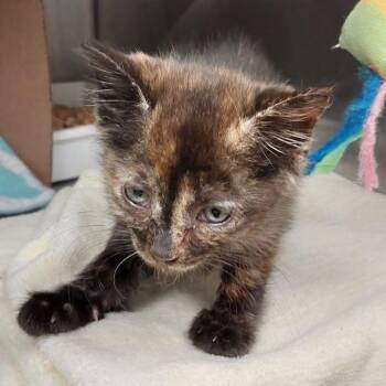 Cali -  Domestic Short Hair Cat for Adoption in Mocksville, North Carolina - Cali | PetCurious