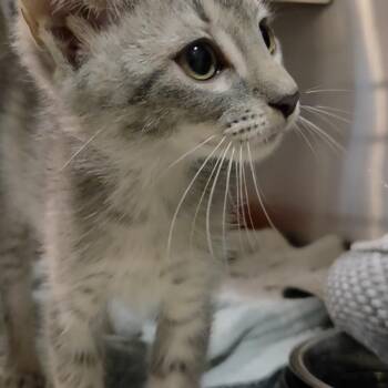 Tumbleweed -  Domestic Short Hair Cat for Adoption in Charleston, South Carolina - Tumbleweed | PetCurious