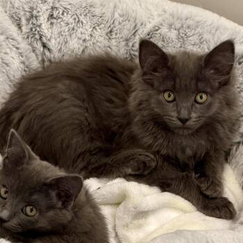 Zephyr Silverman -  Domestic Long Hair Cat for Adoption in Eagle Mountain, Utah - Zephyr Silverman | PetCurious