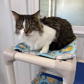 Domestic Long Hair Cats Available for Adoption in Big Rapids, Michigan - Cuddles | PetCurious