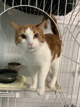 Domestic Short Hair Cats Available for Adoption - Colby Jack | PetCurious