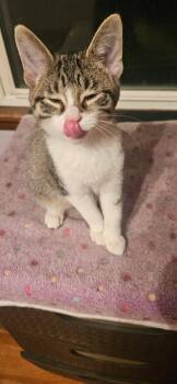 Rescue Domestic Short Hair Cats for Adoption in Shorewood, Illinois - Mickey | PetCurious