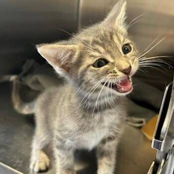 Adam -  Domestic Short Hair Cat for Adoption in Knoxville, Tennessee - Adam | PetCurious