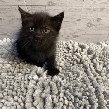 FRY -  Domestic Short Hair Cat for Adoption in Modesto, California - FRY | PetCurious