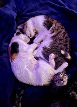 Meg and Gabrielle -  Domestic Short Hair Cat Available for Adoption in Lemoyne, Pennsylvania - Meg And Gabrielle | PetCurious