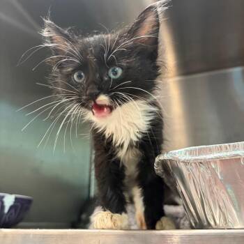 Daniel -  Domestic Medium Hair Cat for Adoption in Cumming, Georgia - Daniel | PetCurious