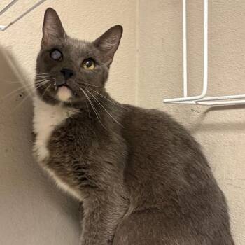 Fish -  Domestic Short Hair Cat for Adoption in Yuma, Arizona - Fish | PetCurious