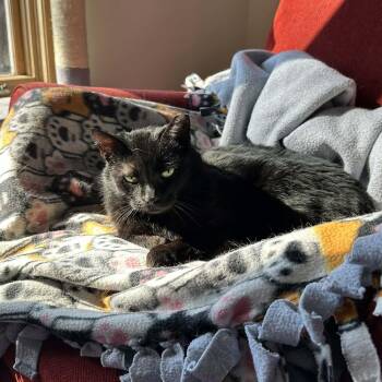 Domestic Short Hair Cats Available for Adoption in Royal Oak, Michigan - Mavis | PetCurious