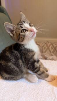 Aster -  Domestic Short Hair Cat for Adoption in Brockport, New York - Aster | PetCurious