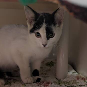 Gianni -  Domestic Short Hair Cat for Adoption in Watertown, New York - Gianni | PetCurious